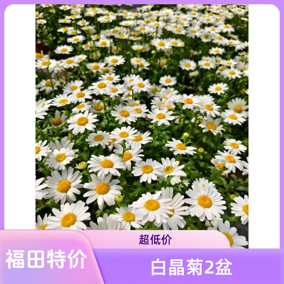 白晶菊鲜花盆栽（2盆装）福利花花链接