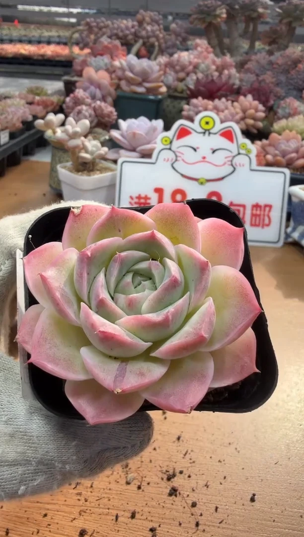 东云多肉园三店-16