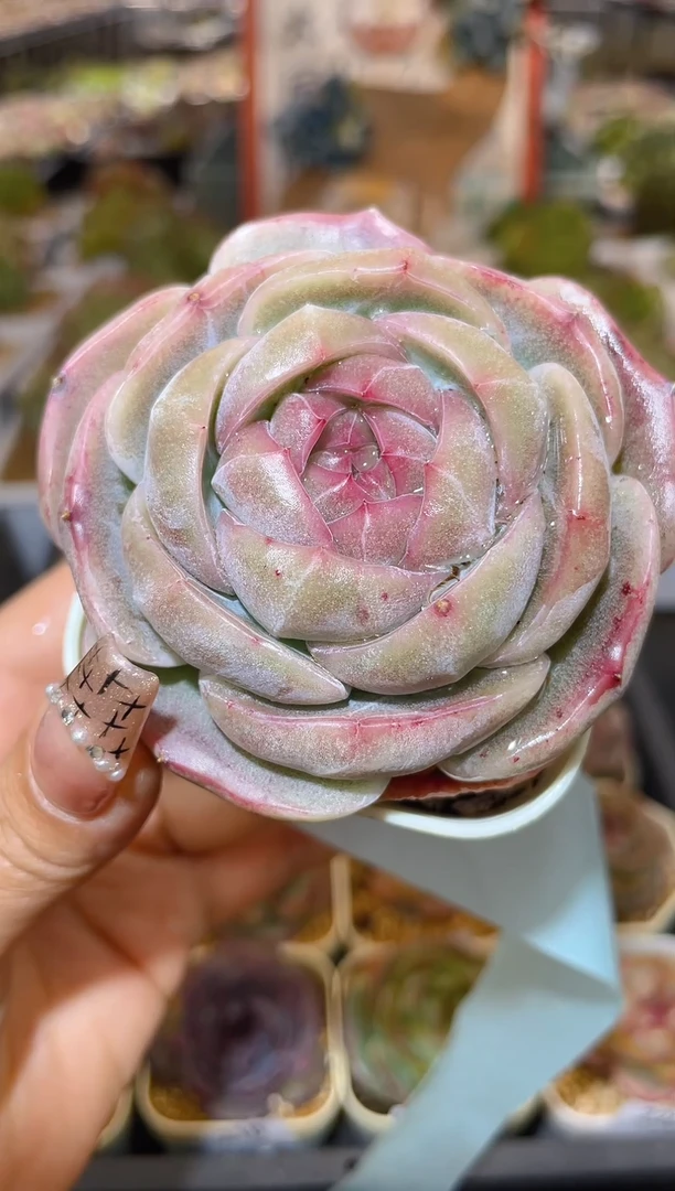 【闪购商品】227珍妮多肉