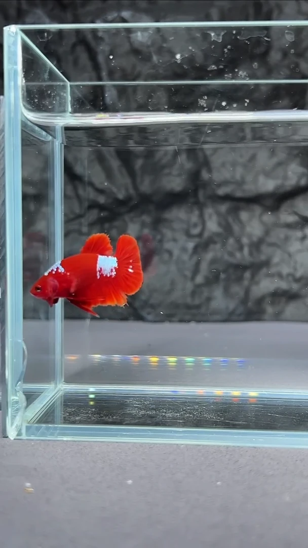 海水鱼竞拍链接A091