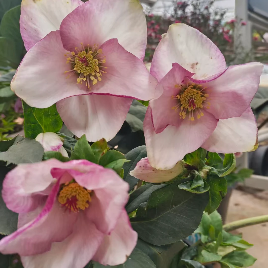 冰雪玫瑰柏拉图 铁筷子花卉盆栽花苗耐寒植物花期长