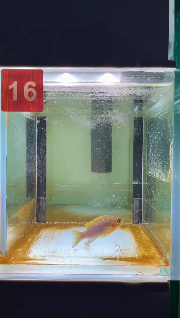 海水鱼三湖慈鲷人工