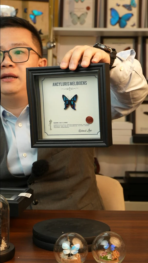 弧曲蚬蝶真蝴蝶标本A334