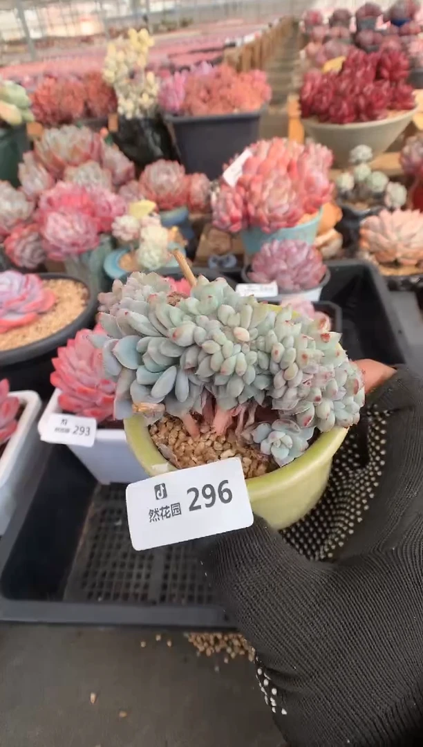 296星影缀多肉植物一物一拍