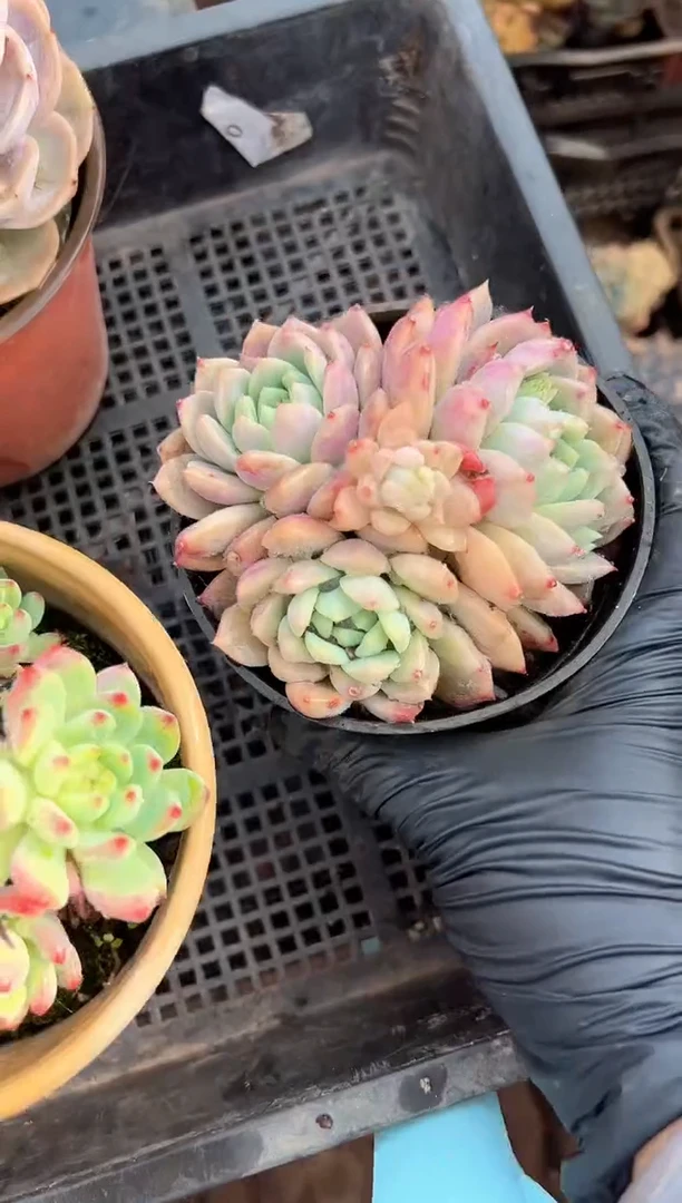 用****4多肉植物一物一拍27311