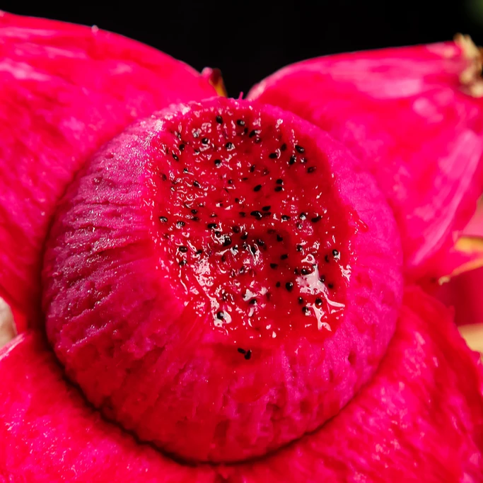 【618大促】越南红心火龙果 1.7公斤装 饱满多汁口感清爽 顺丰包邮送货上门新鲜