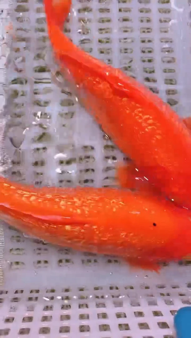 锦鲤冷水观赏鱼全场包邮149