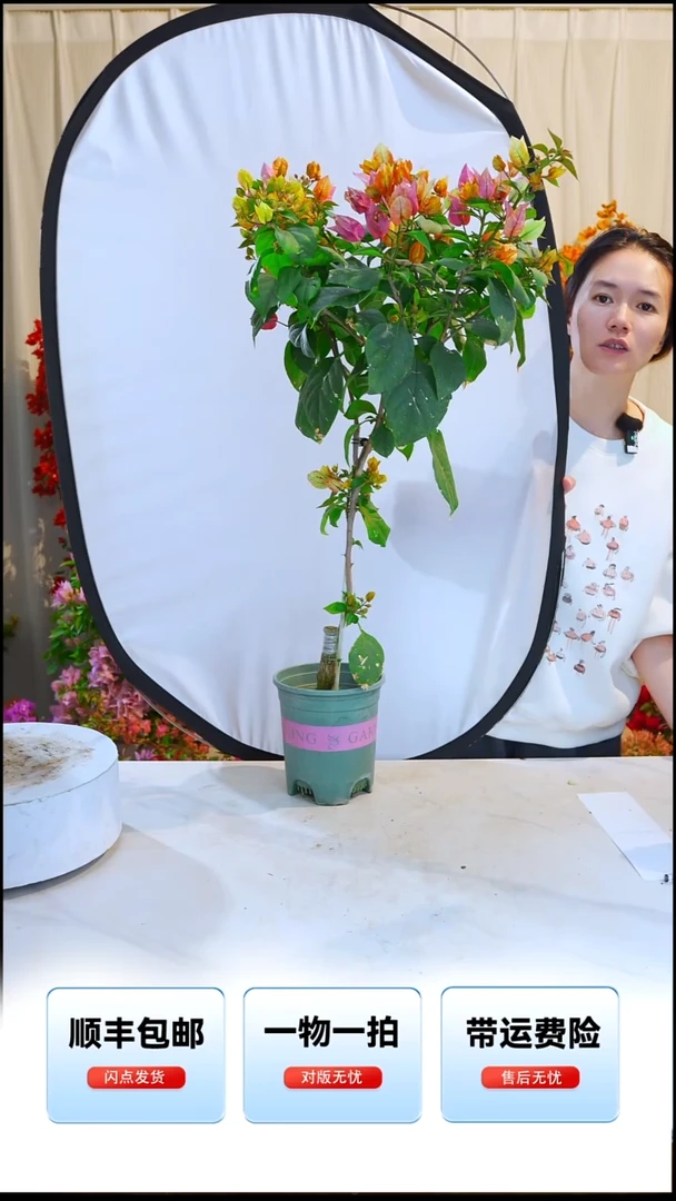 大部分开放少量花苞凤凰