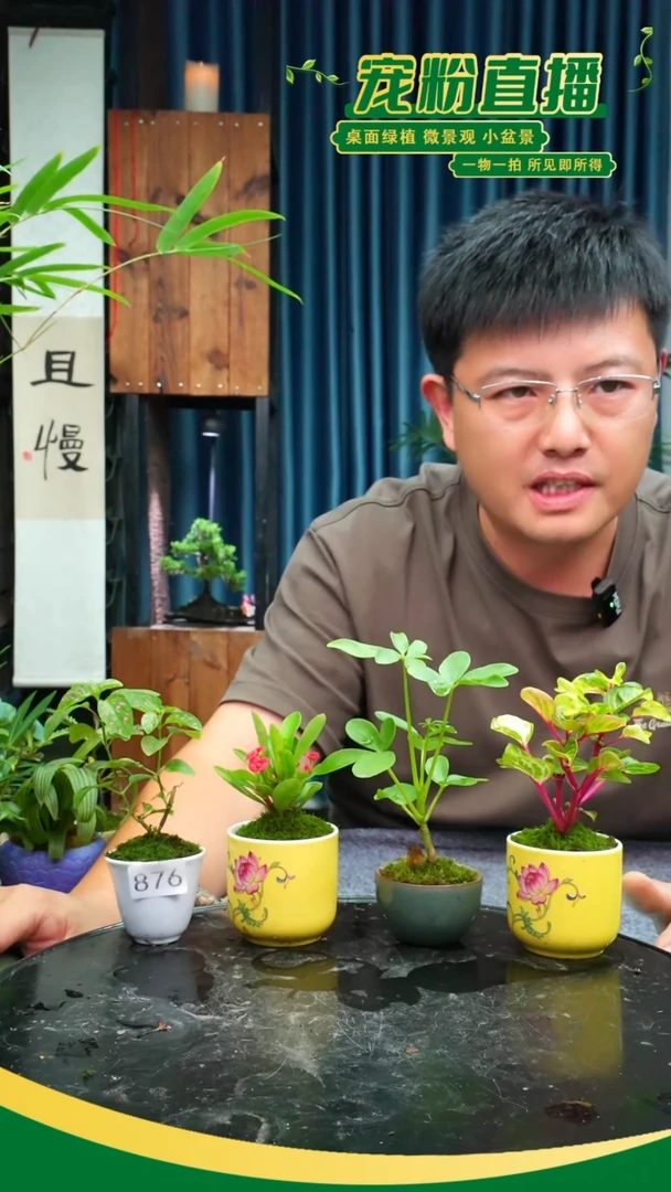 无花朵苔藓微景观876号