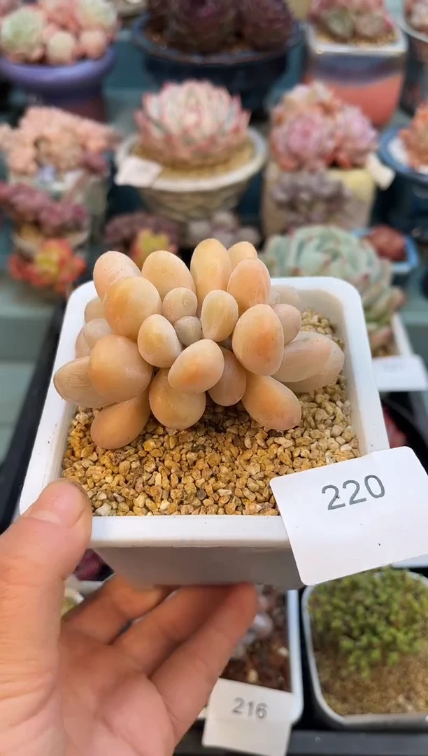 220三头芭比奶多肉