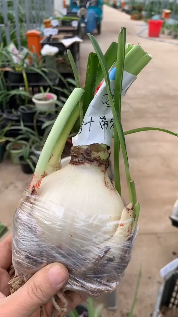 当前无花栽培后可以开花绝妙8cm+带多侧