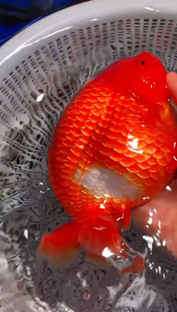 金鱼（运费到付，马印灯下展示）福州追鱼兰寿金鱼