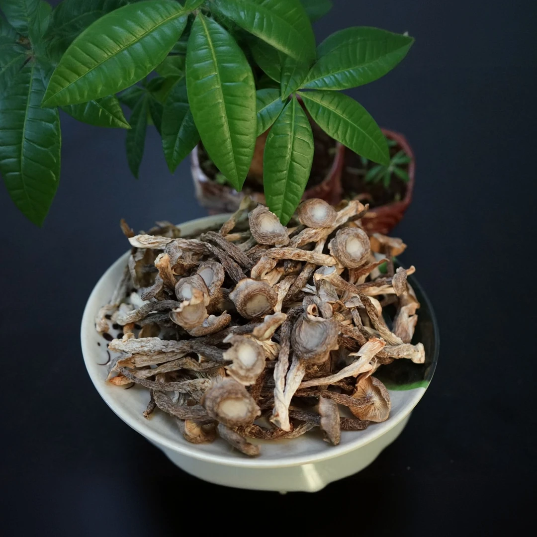 云南高山【鹿茸菇】无硫干货煲汤炒菜鲜香脆爽食材菌菇