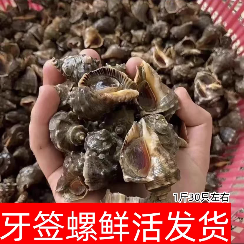 鲜活小海螺牙签螺肉质饱满顺丰冷链直发到手4斤