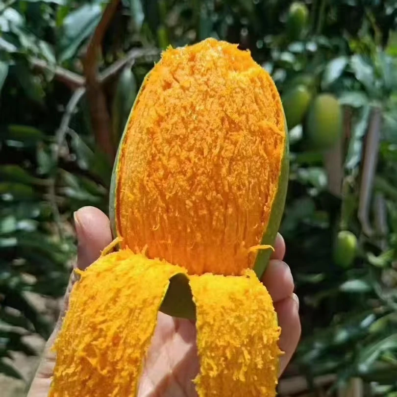 正宗攀枝花椰香芒果爆甜多汁整箱包邮