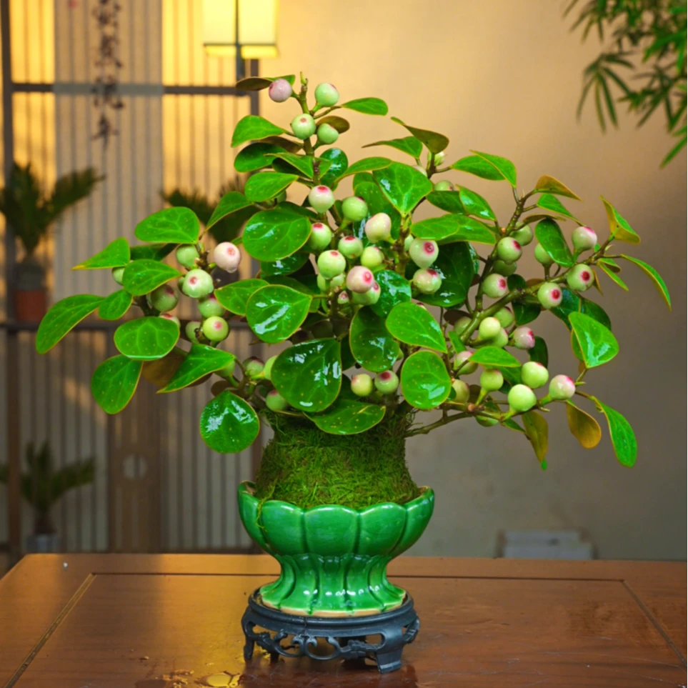 带果)小盼菩提树植物盆栽好养室内书房办公室绿植新中式茶桌盆栽