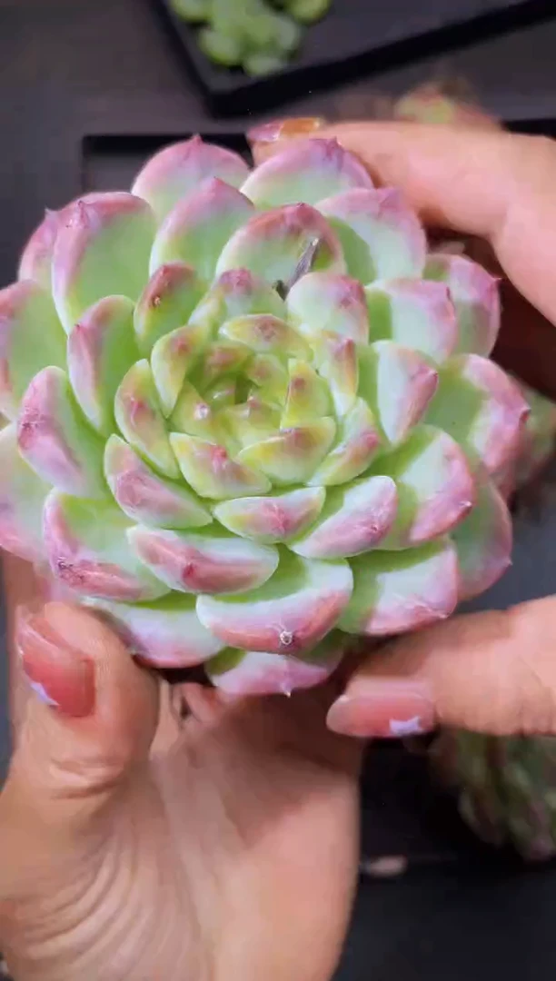 8193秘境冰魄母本量拍随机发一个