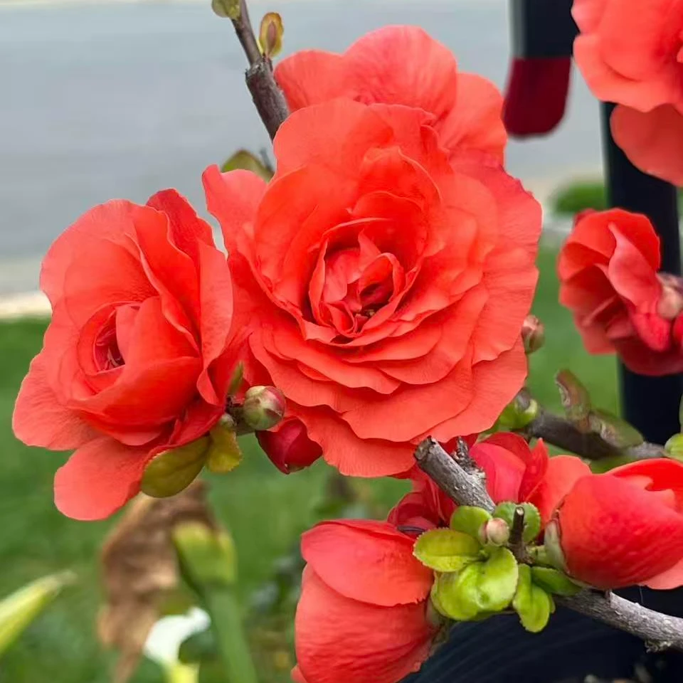 世界一海棠10年老桩精品苗 南北方种植带花芽