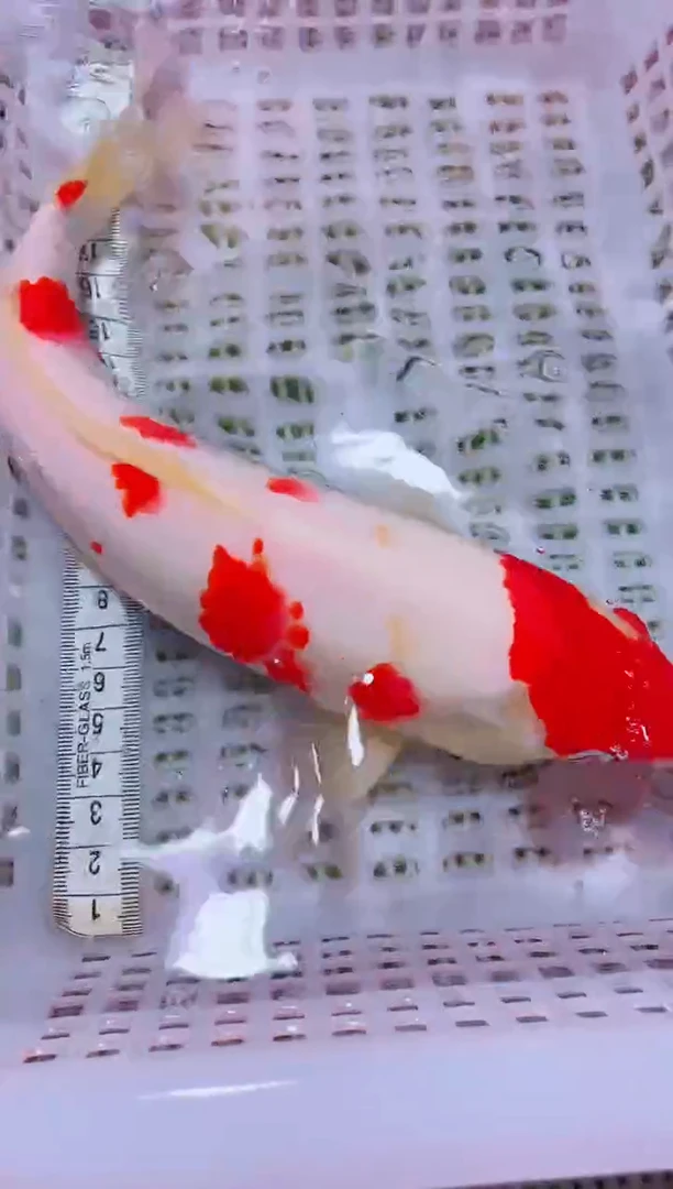 锦鲤血统锦鲤全场包邮125