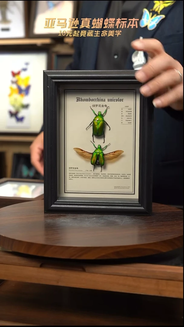 绿萝花金龟未展翅+展翅