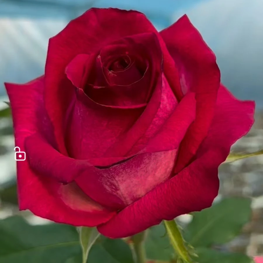 【卓昂玫瑰园】尼克莱塔新品玫瑰四季开花庭院阳台切花高杯月季