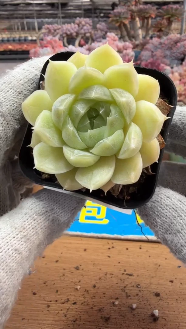 东云多肉园三店-180