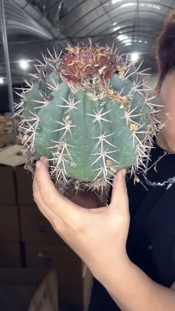 实生根 大层云【带云顶】