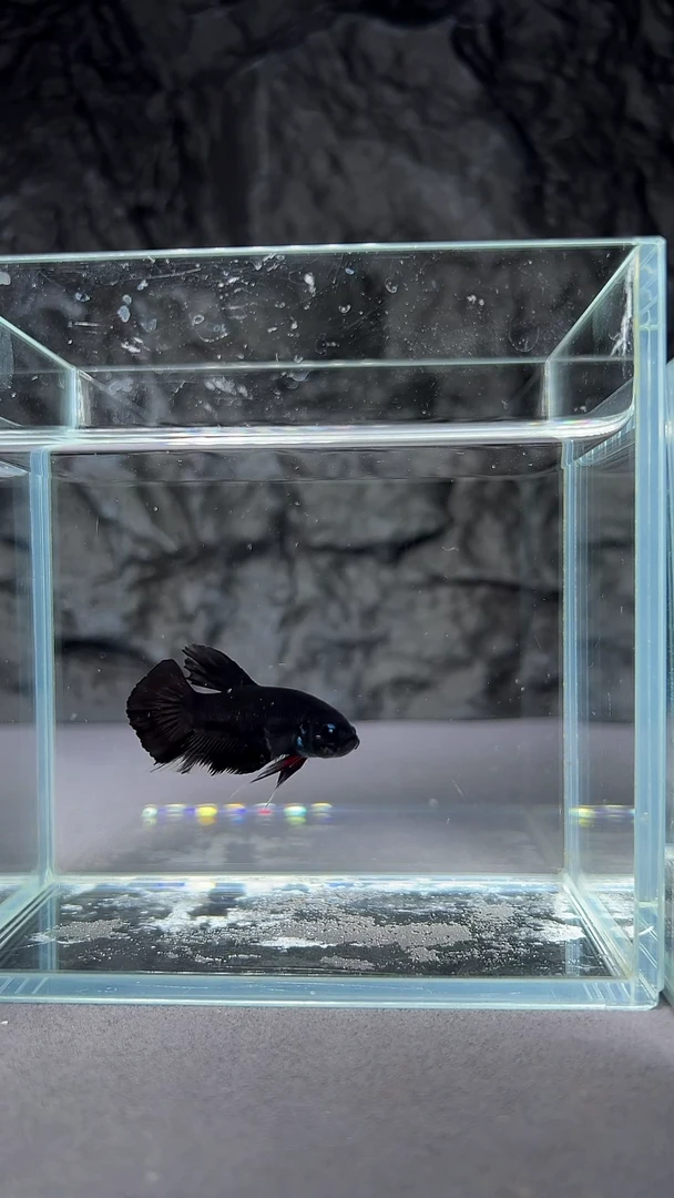 斗鱼竞拍链接A075