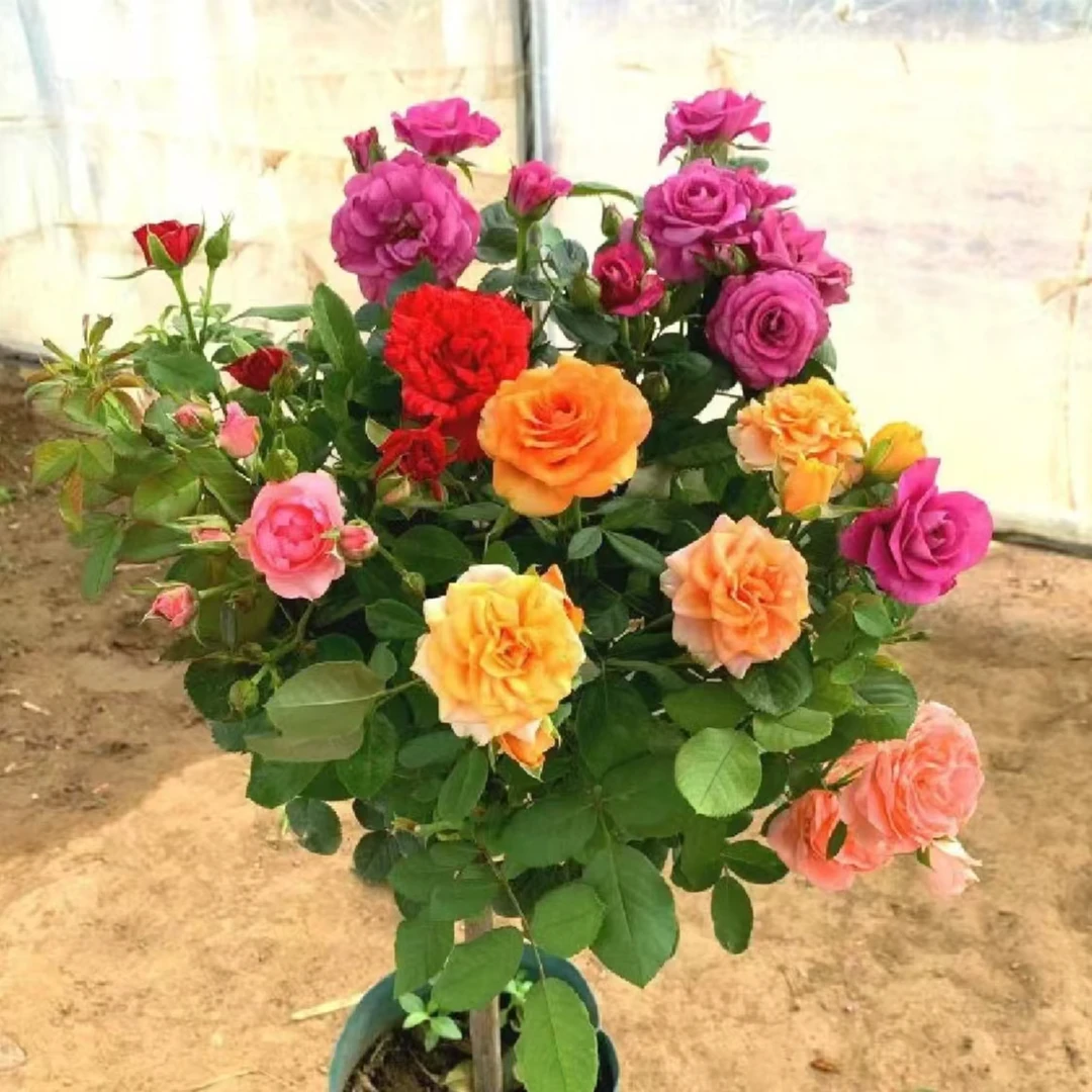 【1棵装】清地树桩月季绿植盆栽阳台庭院好种好养活