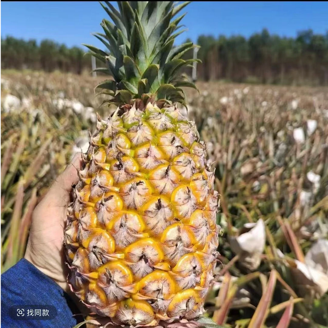 【水果也狗】金菠乐凤梨【5斤左右/箱】（4颗1箱）