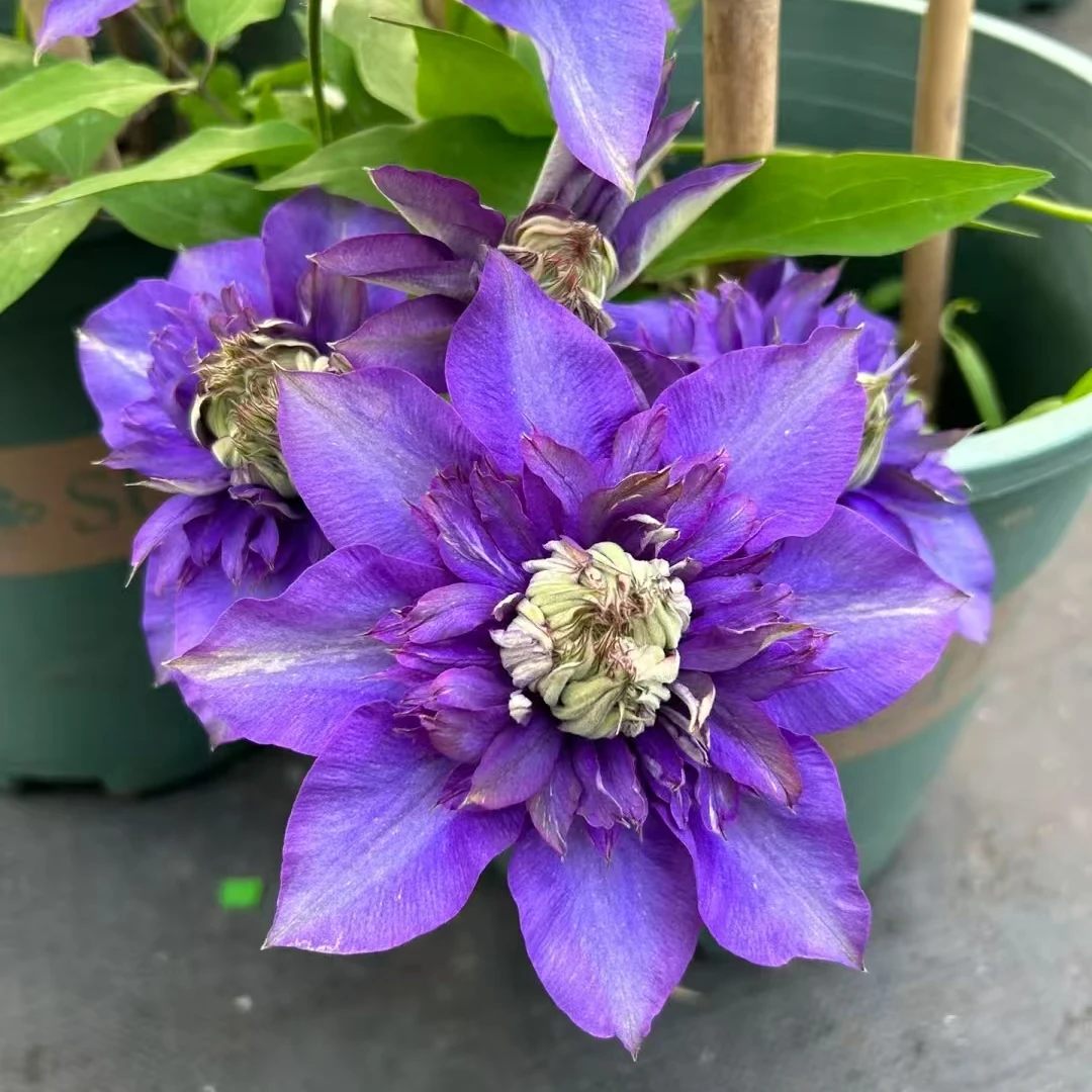 铁线莲 水星2号 重瓣早花大花组 耐寒耐热南北方阳台庭院花卉盆栽