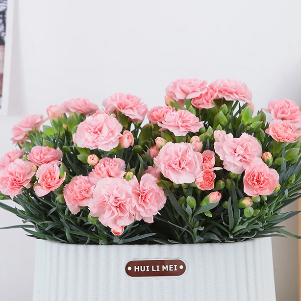 粉色康乃馨盆栽带花苞易活四季开花卧室阳台花卉绿植【雅纹白盆】