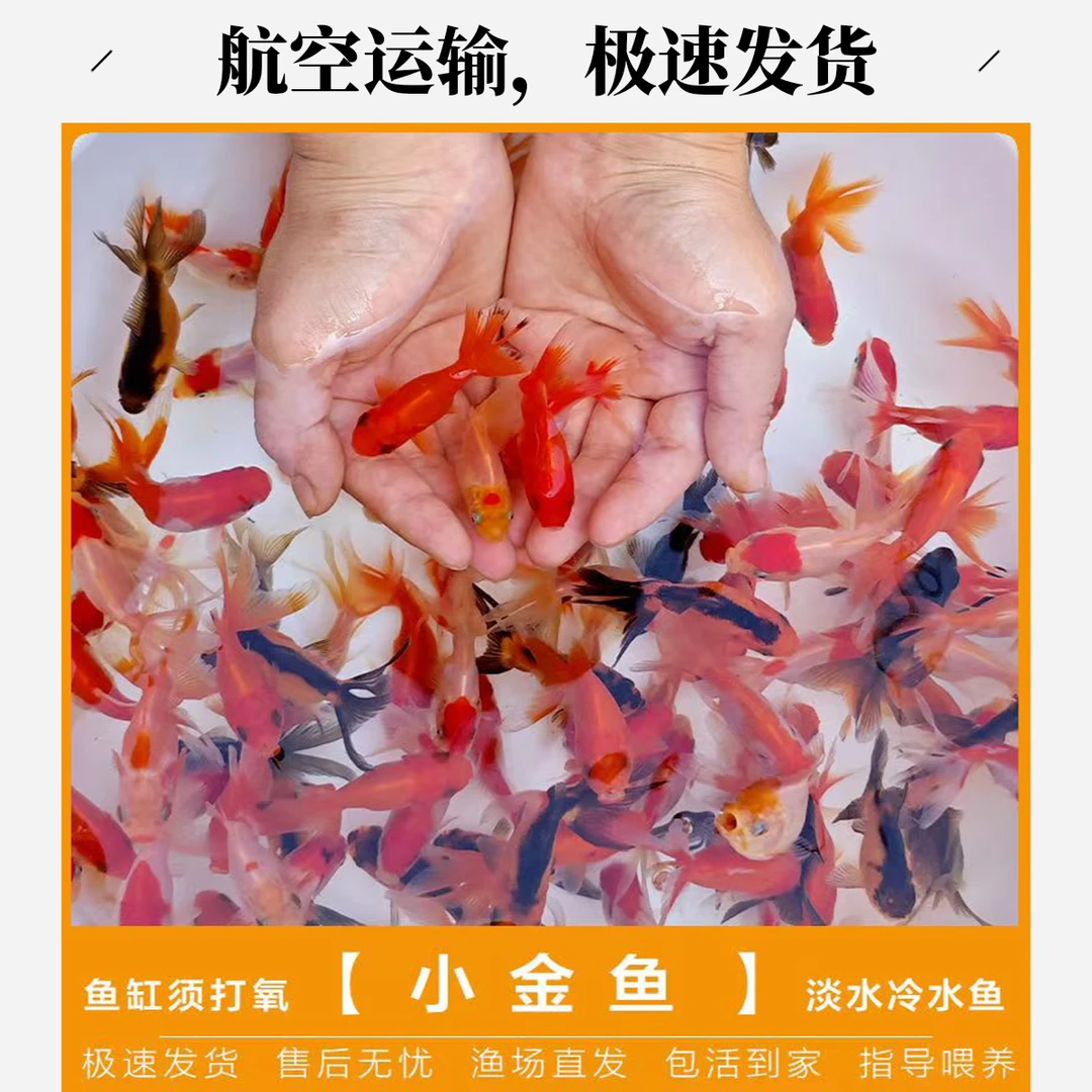 观赏鱼金鱼淡水活体耐活冷水鱼桌面水景鱼