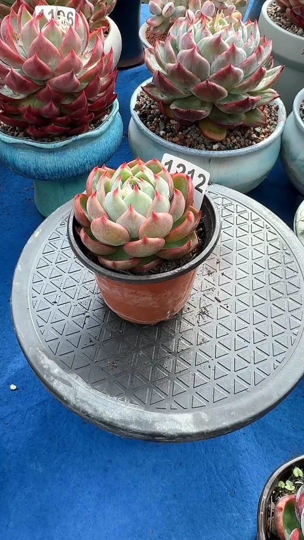 【闪购商品】1212惊鸿仙子（裸根发货）