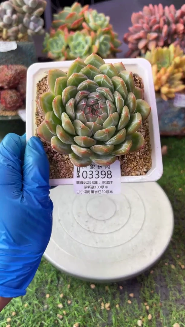 昆明印象多肉3398