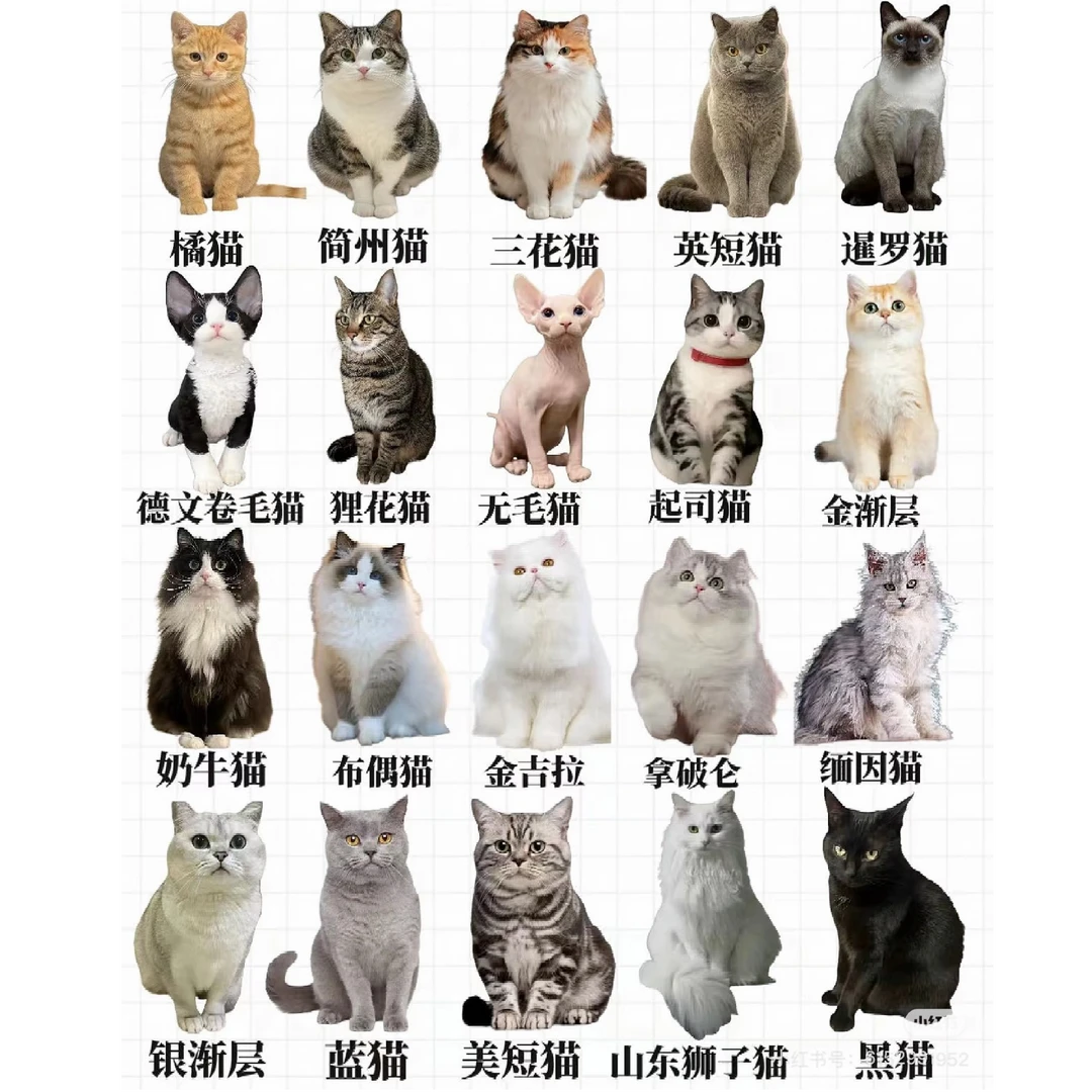 【萌宠屋宠物】全品种猫猫一对一对接不满意全额退款