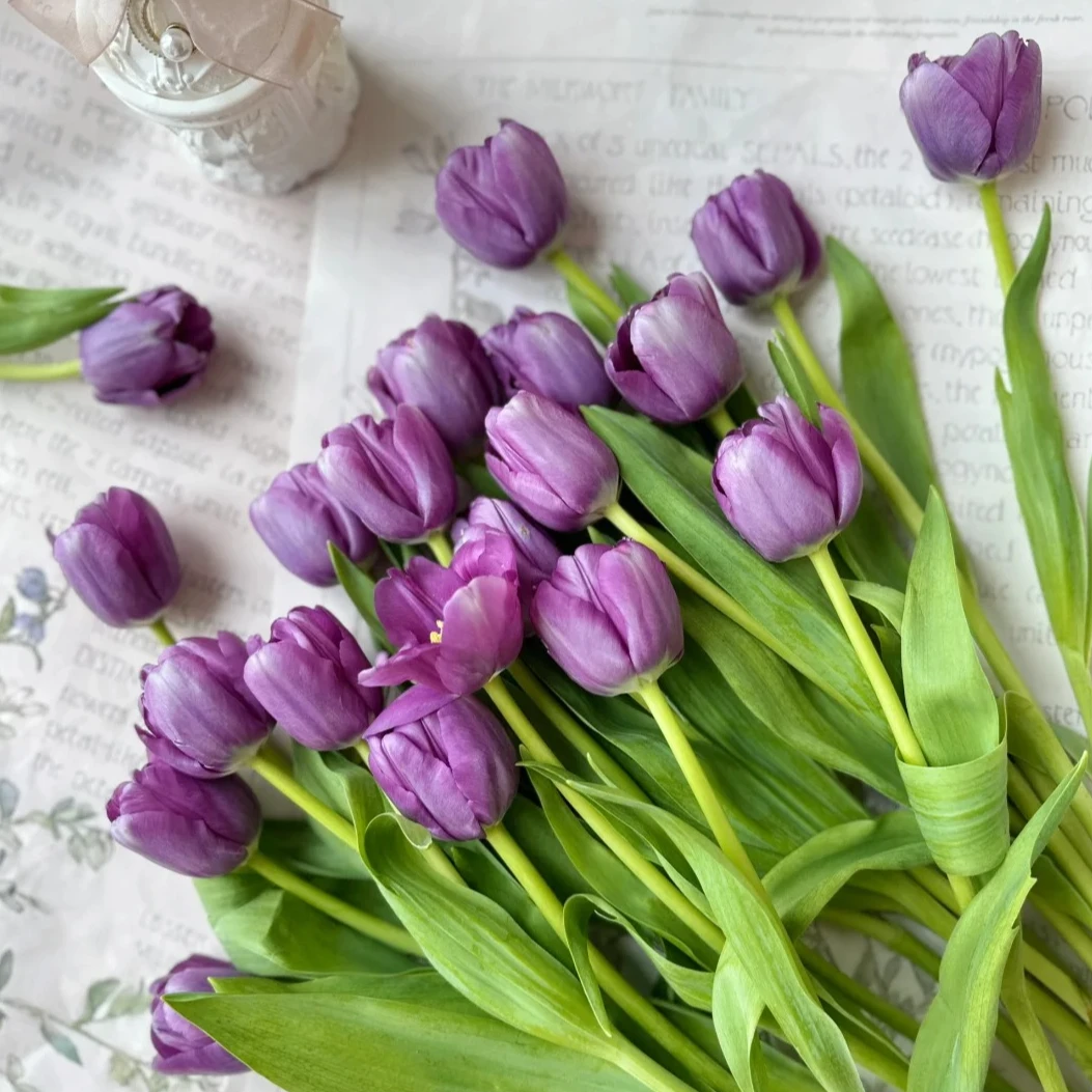 【新年特价】海盛紫色郁金香 甘肃玫瑰西北鲜花1单包邮