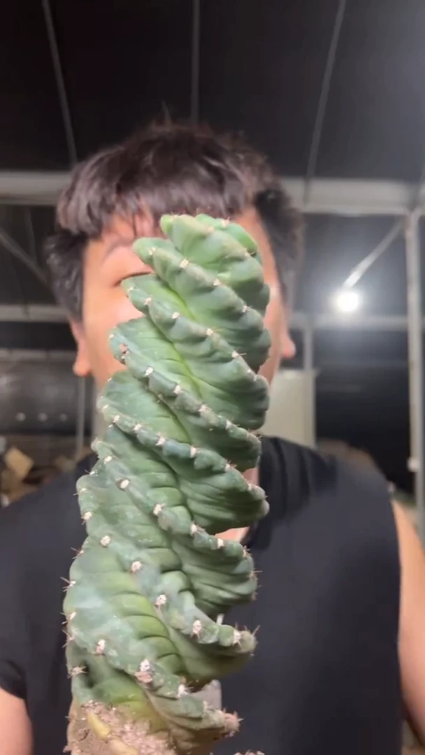 精品 龙卷风【带根】高20cm+