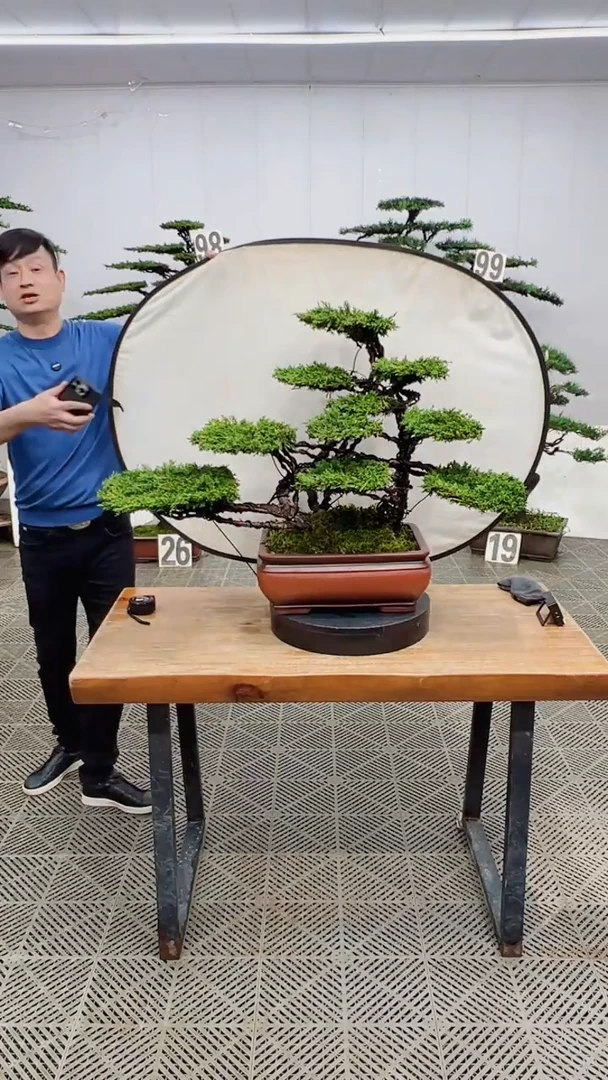 无花朵造型盆景一物一拍