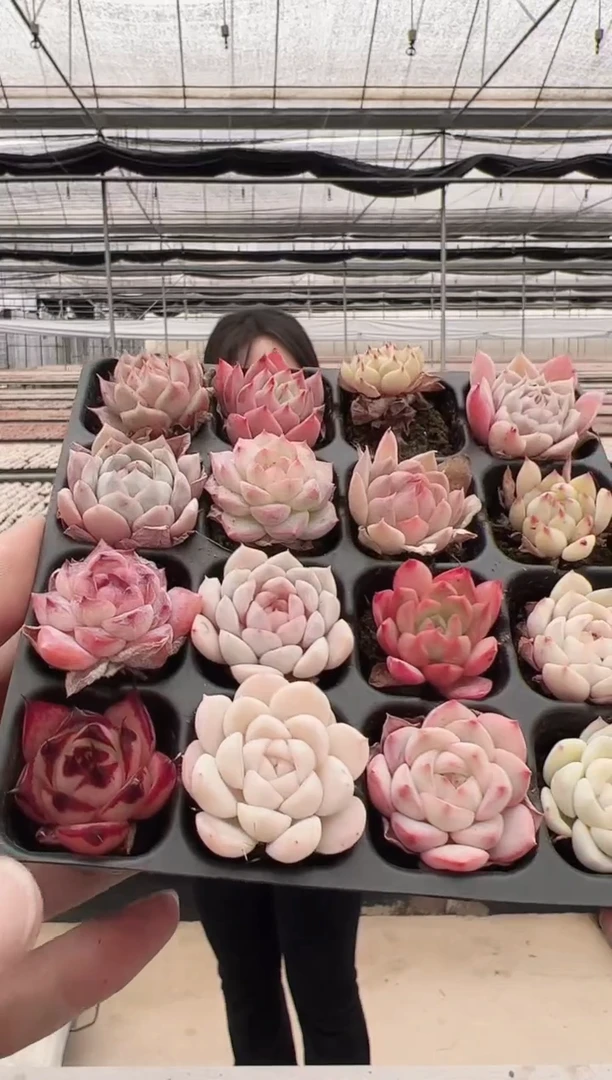 【闪购商品】穴盘-106