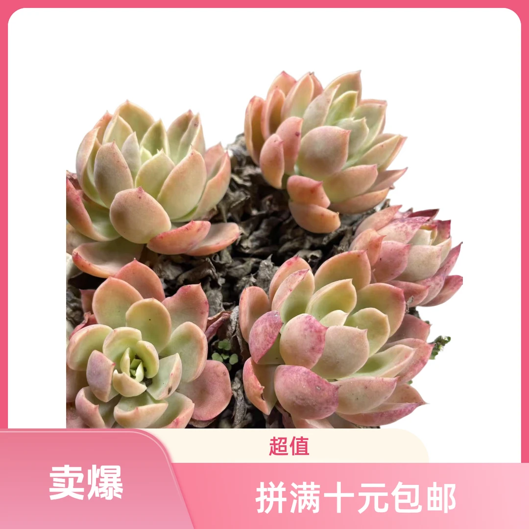 丝绸面纱(拼满15元包邮)多肉植物阳台露台办公室绿植植新手好养