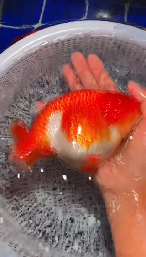 金鱼（运费自理，马印灯照射）福州追鱼兰寿金鱼