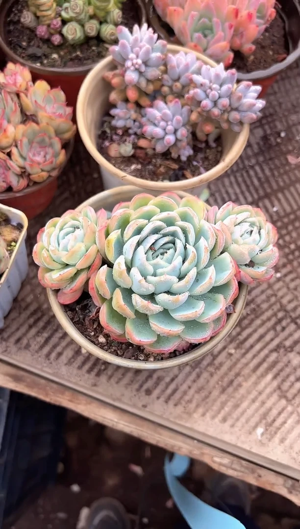 @*L多肉植物一物一拍24221