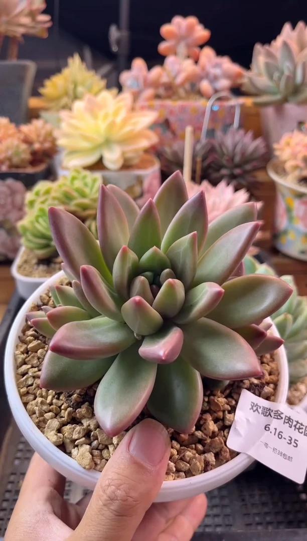 6.16-35迷雾泡泡三头11111