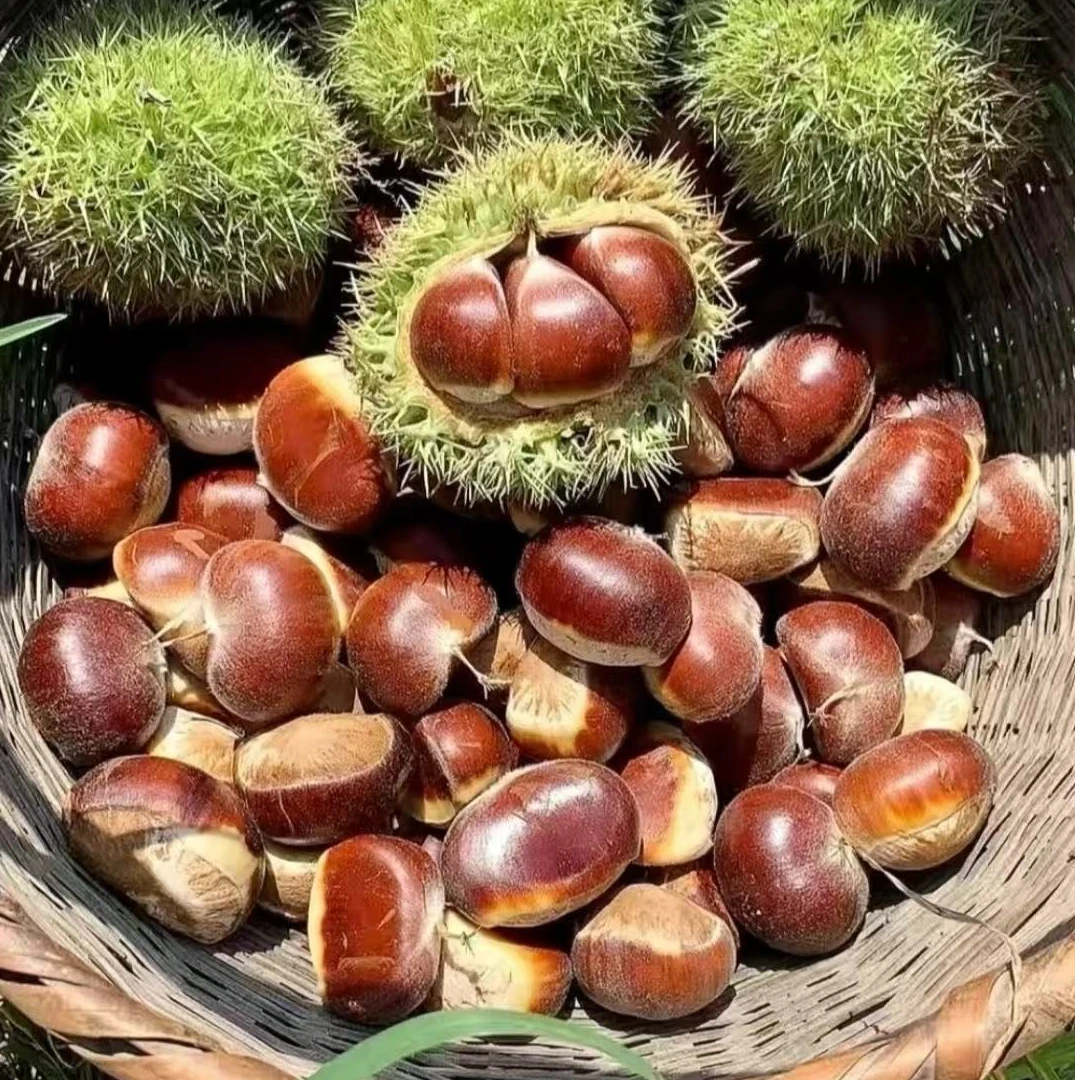 农家高山板栗老品种老树板栗