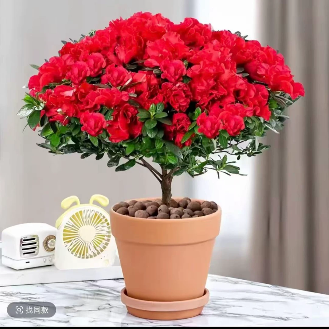 精选 带花苞杜鹃花 原盆原土发货 室内盆栽绿植好养活四季开花