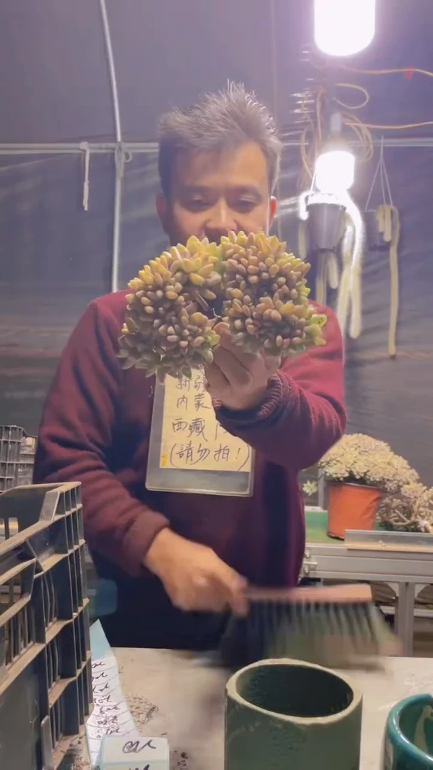 204淡雪缀化一物一拍