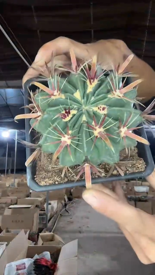 实生日出3号22.99