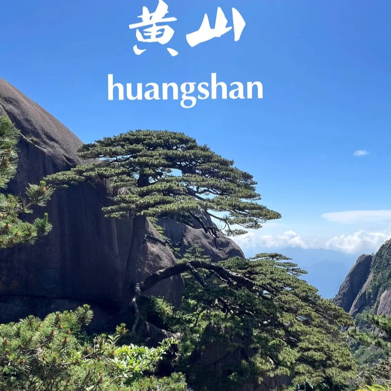 新茶【汤口4.13】黄山风景区小山头群体种黄山毛峰