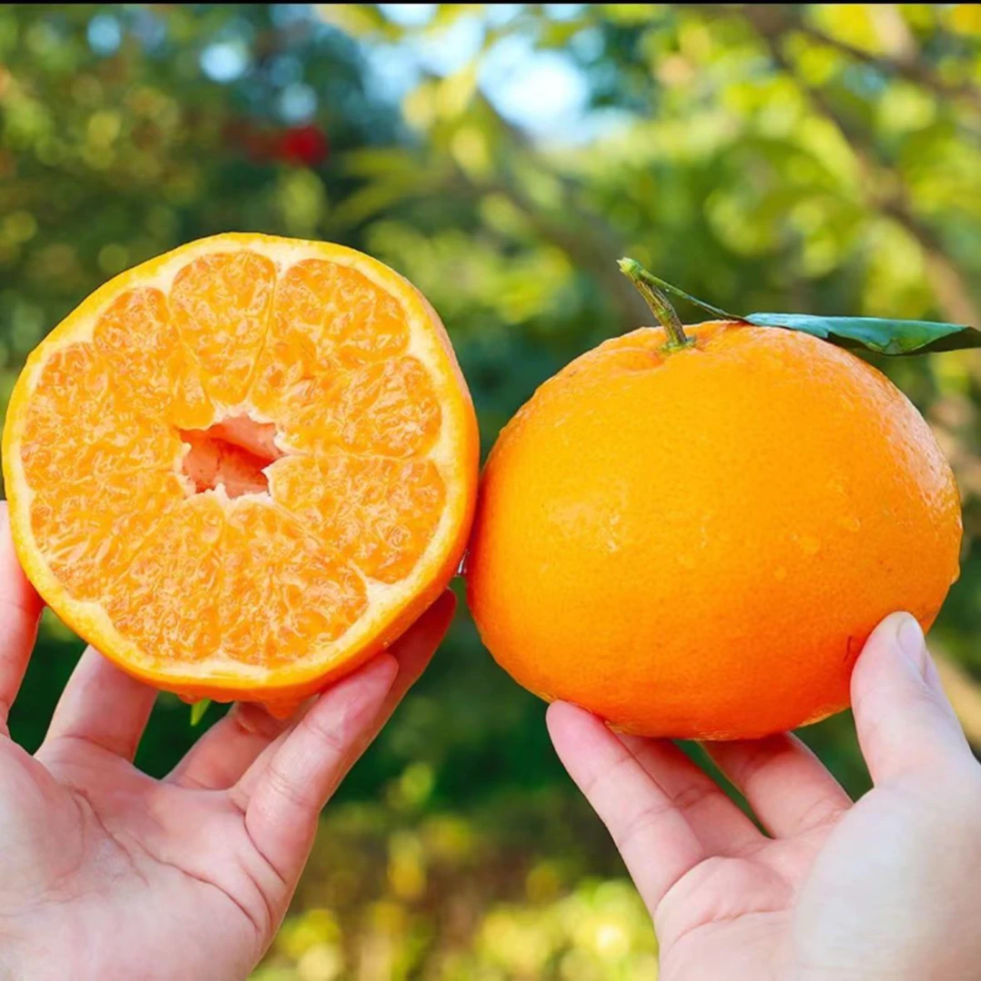 【凑单福利款】四川春见粑粑柑一斤装柑橘四川省成都市